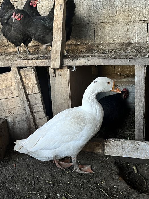 продам гуся от пароды линда