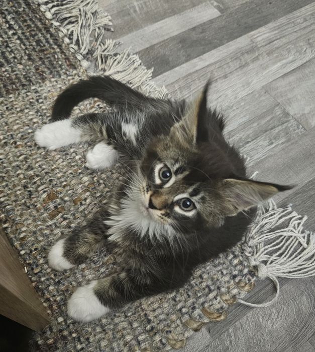 Maine coon femela