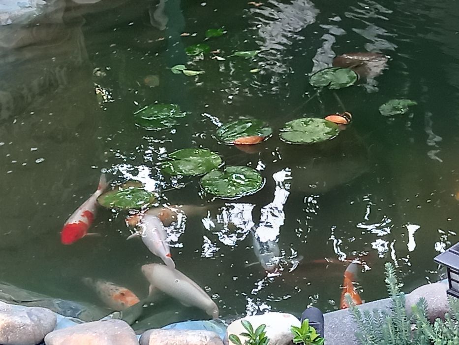 Карпы коя большие 50 см