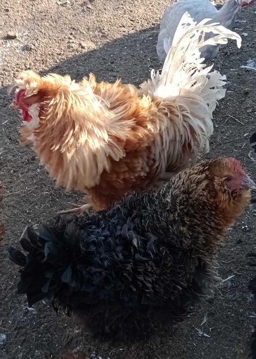 gaini frezate pereche