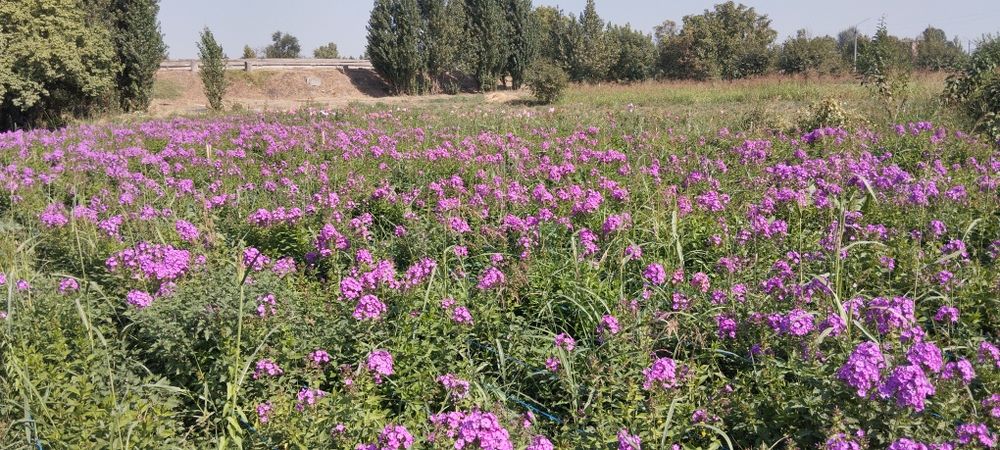Ishxonalaga gul kochatlari floksa