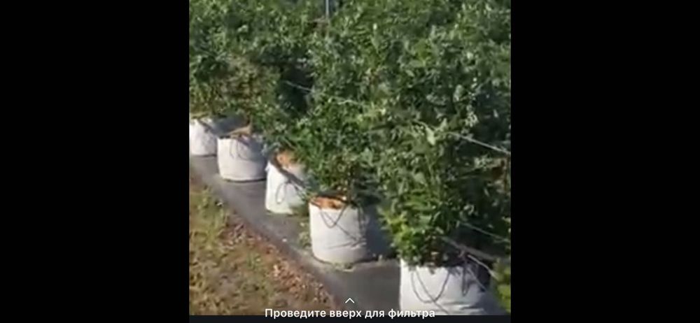 Голубика плодоносящая 5 лет кусты.
