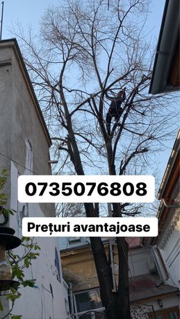 Pence Prosper Sleeping Toaletare Copaci în Bucuresti - Ilfov - OLX.ro