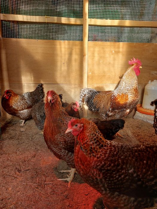 Билефельдер куры