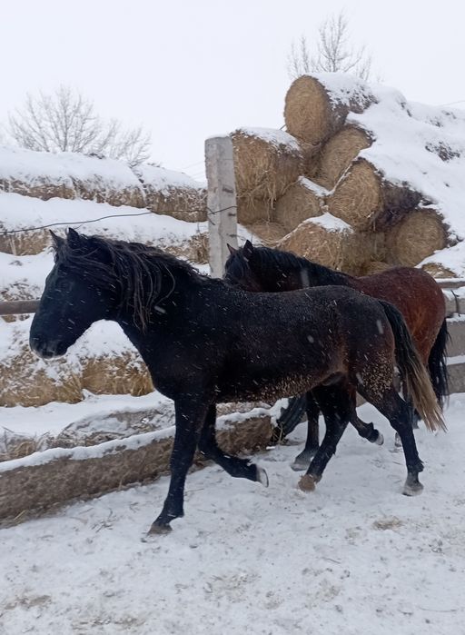 Продам жеребцов на мясо