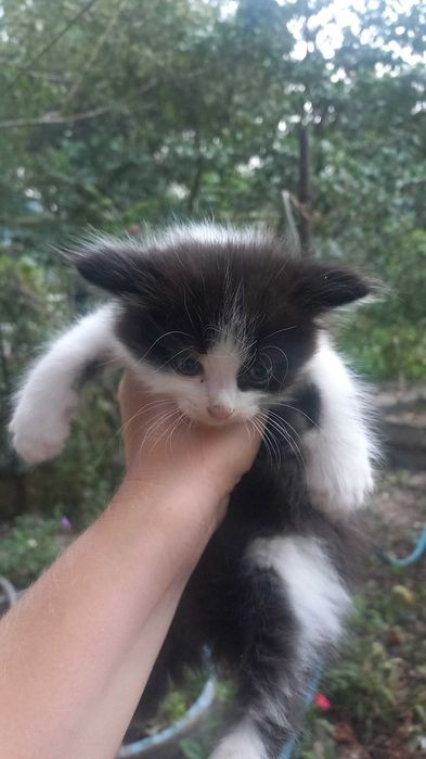 Продам милых котят