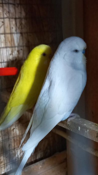 Андулка Бир пара жуфт ишлаган