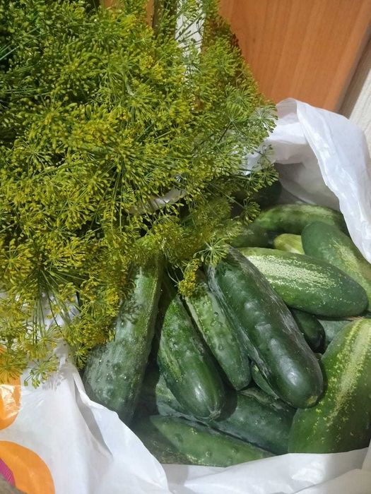 Продам огурцы, кабачки, чеснок, дачные
