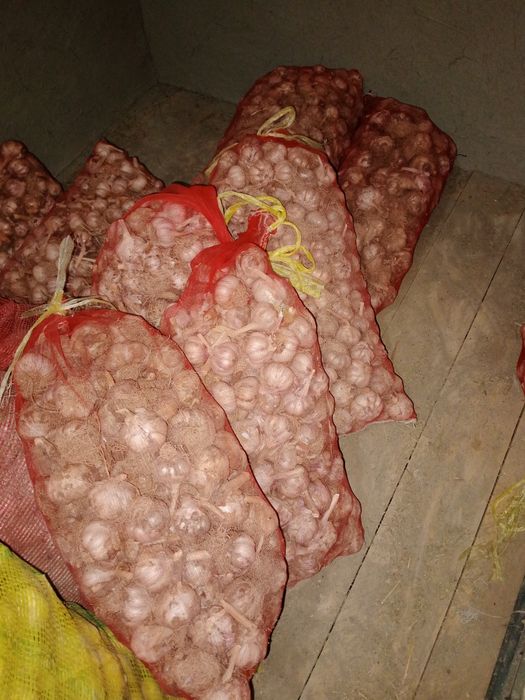 Chesnok sarimsoq sotiladi