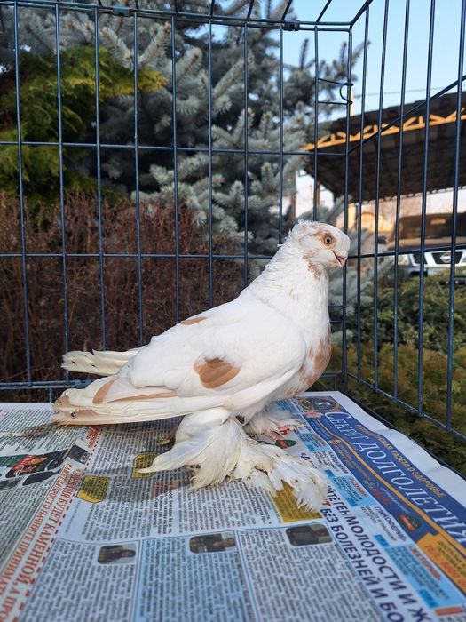 Продам самца 2025 по гульбадамам