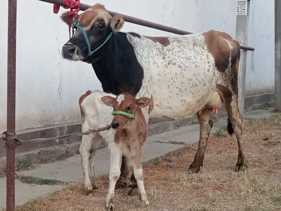 Ona bola sigr sotiladi