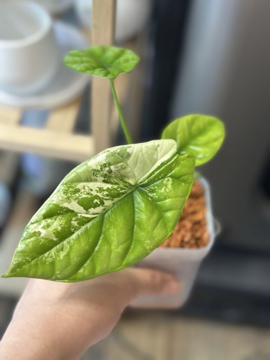 Алоказии сортовые