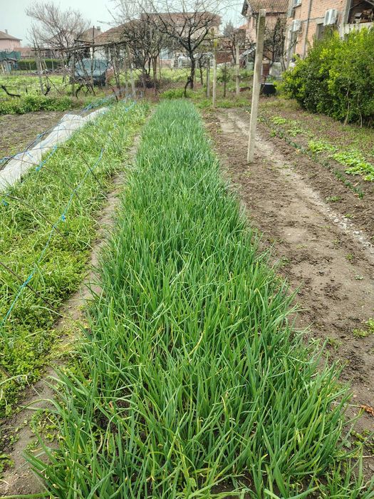 Продавам зелен лук