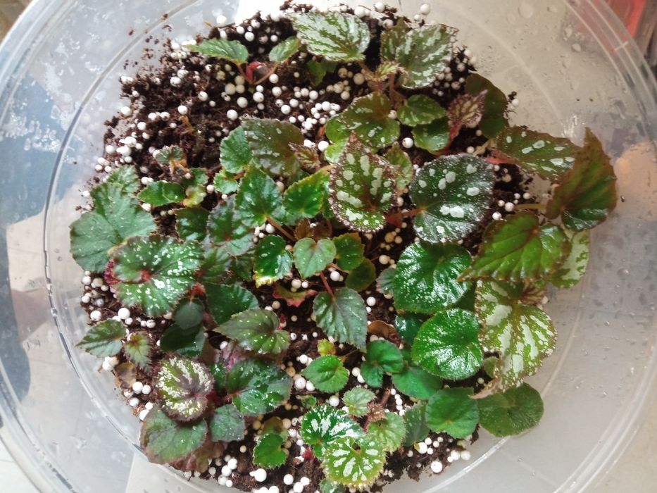 Детки фиалки ,бегонии сеянцы,бегонии разные в контейнере..