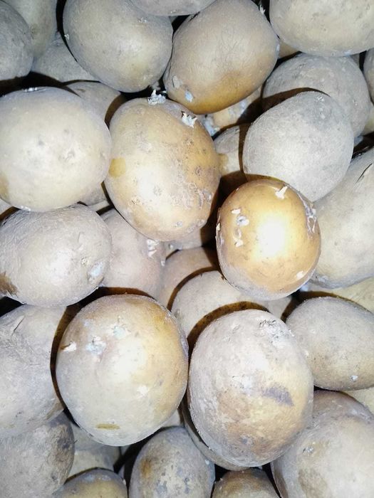 Samanta castofi samanta