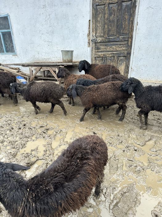 Токтылар Бараны Овцы