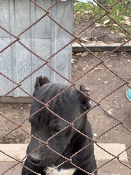 Албанский питбуль