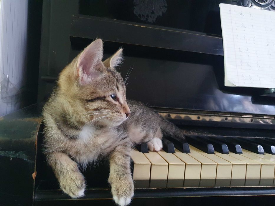 Котенок Отдадим в добрые руки