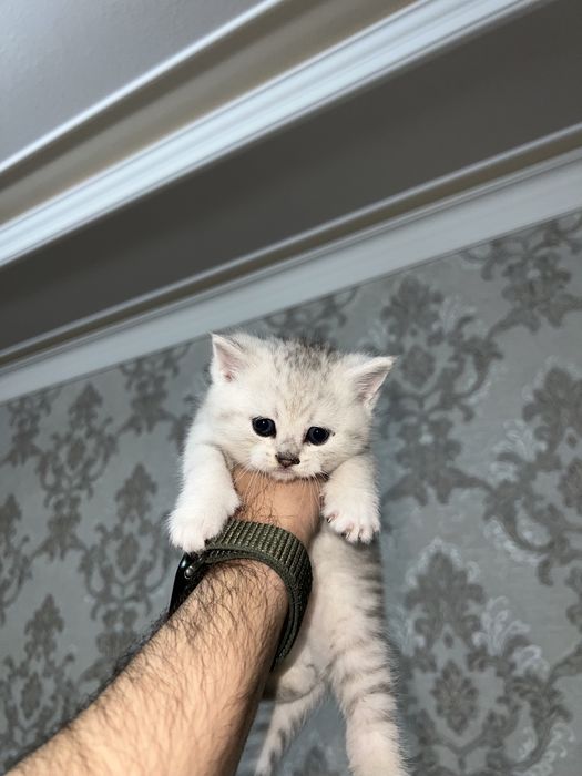 Shinshilla toza qon 100 % sotiladi !!!