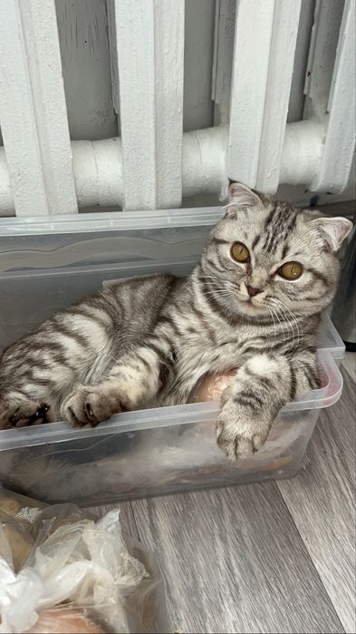 Отдам в хорошие руки