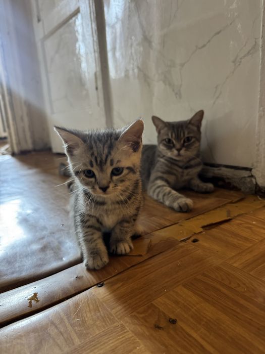 Котенки породистые
