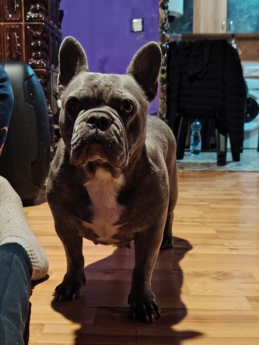 Cățelușe în vârstă de 4 ani(buldog francez)