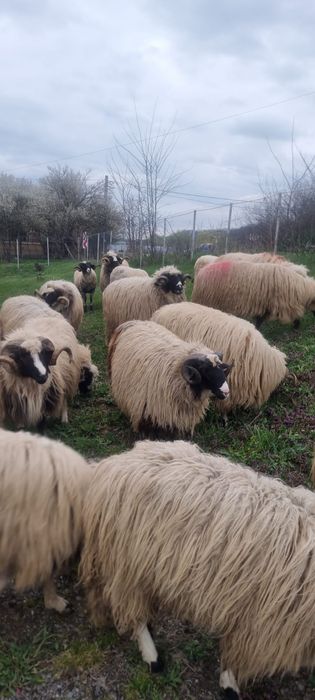 Berbeci brezi de vanzare