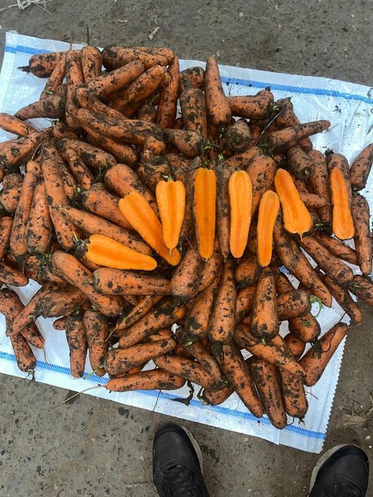 Картошка оптом от 20 тонн