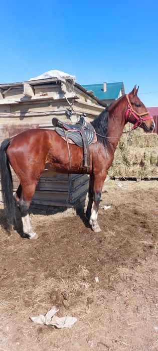 АЙҒЫР сатылады..