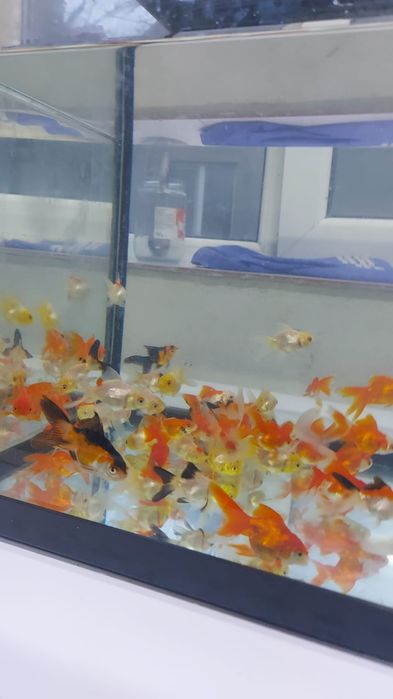 Pui carași diferite culori