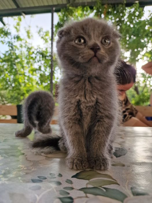 "Scottish fold" parodali mushukchalar