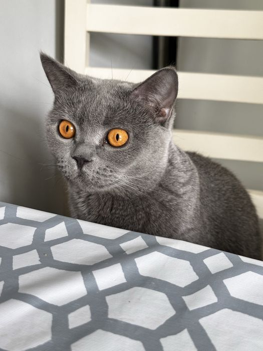 Продается британская кошечка