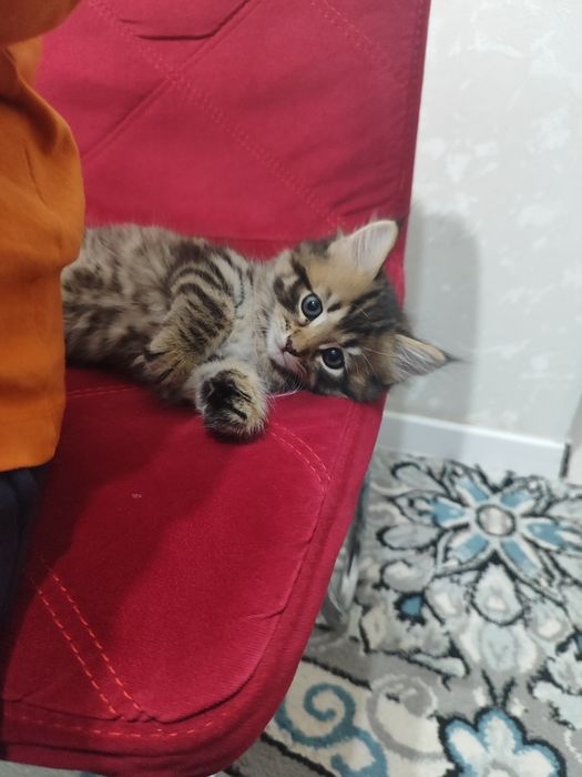 Котёнок 1.5 месяцев