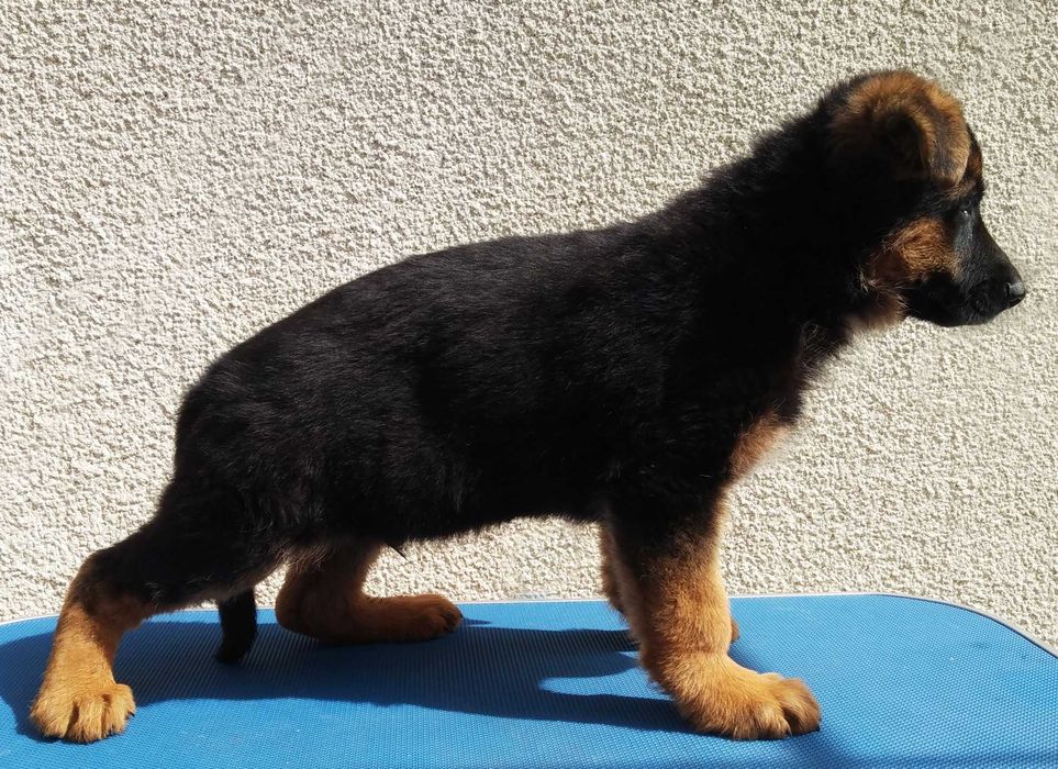 Немецкая овчарка , щенки с документами . Кобели   .