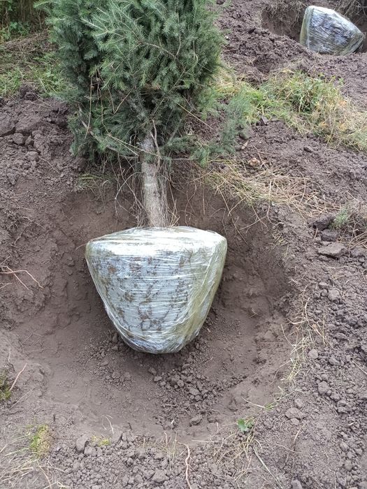 Пересадка выкопка посадка