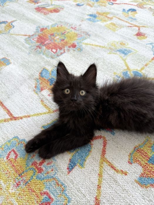 Ищем дом для котенка!