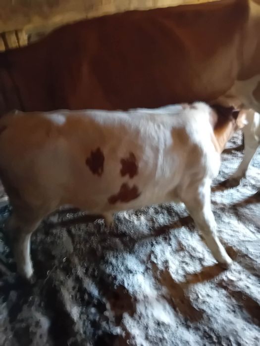 DE VÂNZARE - VACA cu vițel