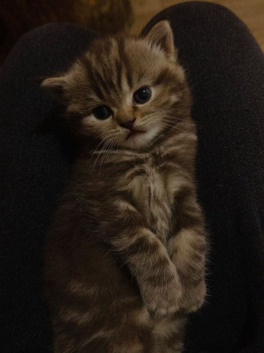 Британский котенок