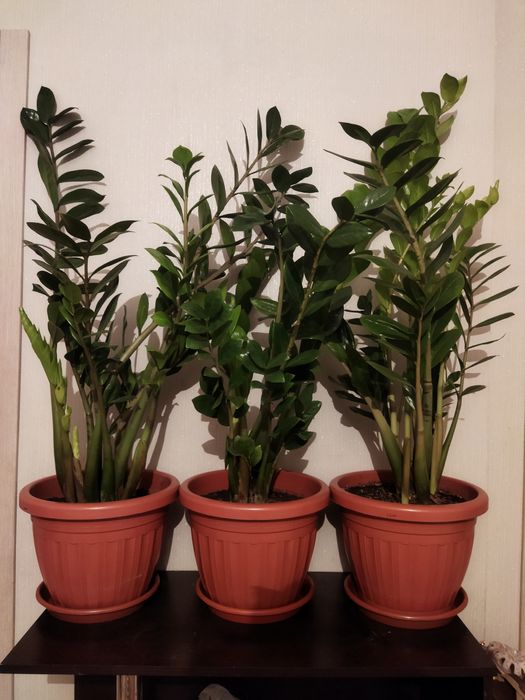 цветок денежный доллар