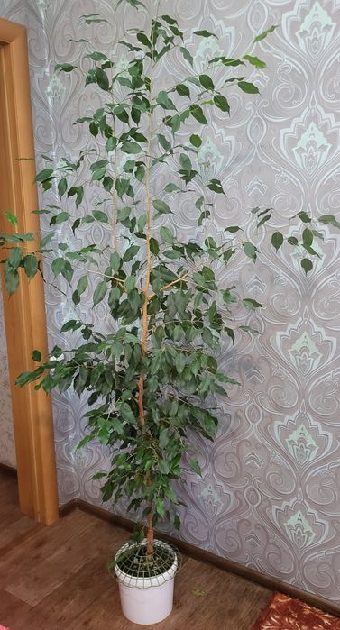 Продаю комнатные цветы