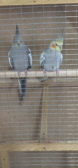 Два попугая корелла