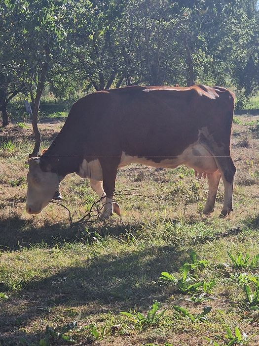 Vacă foarte bună de lapte