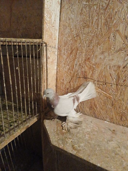 Голуби бакинские