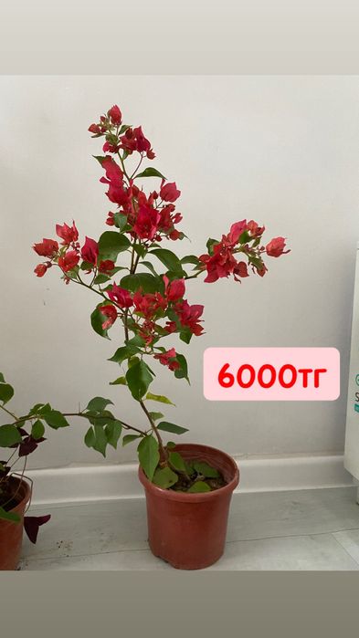 Красивые комнатные цветы для дом, растения