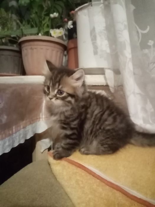 Продам наглого котенка