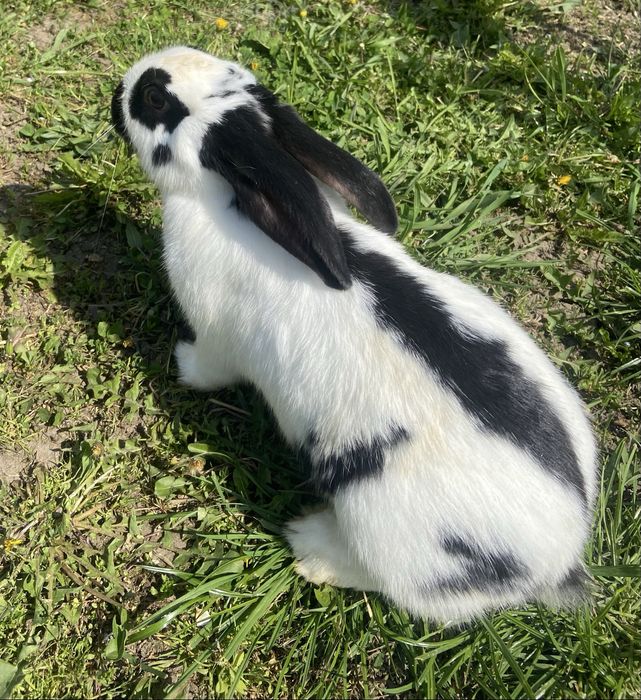 Iepuri Pestrit german