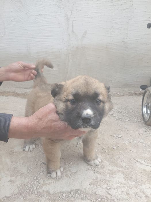 Продается щенок породы алабай сучка