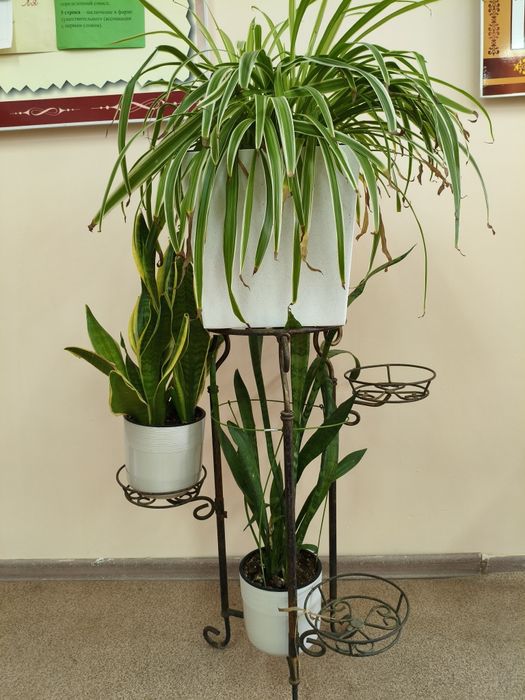 Комнатные растения