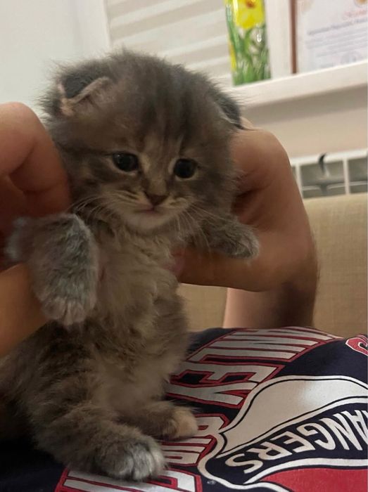 Котенок продам вислоушки