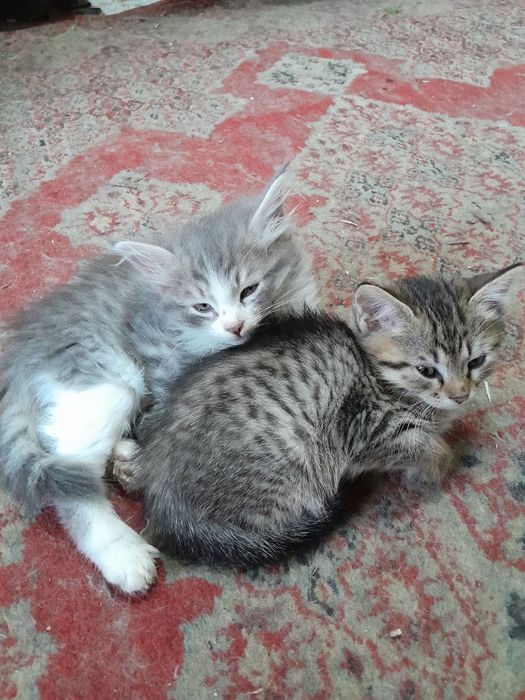 Отдам котят в хорошие добрые руки